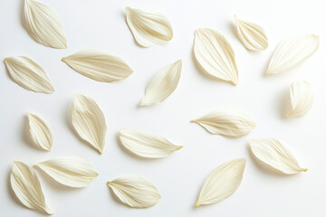 flying white petals isolated on white background