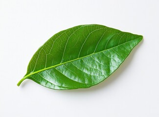 Obraz premium Green Leaf Isolated on White Background - Botanical Close Up
