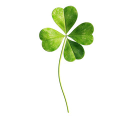 Vibrant Four-Leaf Clover on Black Background on white background