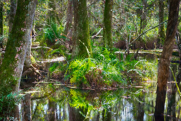 Swamp landscape
