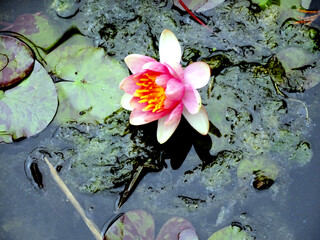 Colorful Water Lily
