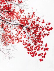 Fototapeta premium Red Maple Leaves Against White Sky Nature Background in Autumn