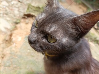 Closeup of a british short hair cat