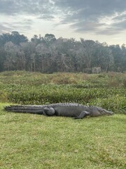 Alligator sunbathing or resting on grass next to water at Paynes Prairie Preserve State Park south of Gainesville Florida