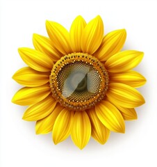 Bright Yellow Sunflower Close Up on White Background Detailed Illustration