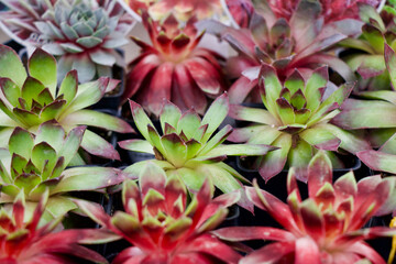 Fototapeta premium Hens And Chicks Perennial Plant Gardening