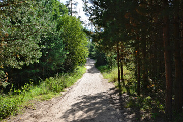 Fototapeta premium A dirt road winds through a lush green forest on a sunny day