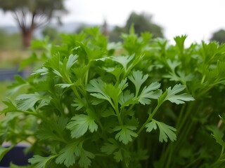 Fresh Parsley Herbs Close-up Culinary Ingredient, Organic Garden Produce, Green Leaves, Food Preparation, Healthy Eating Concept.