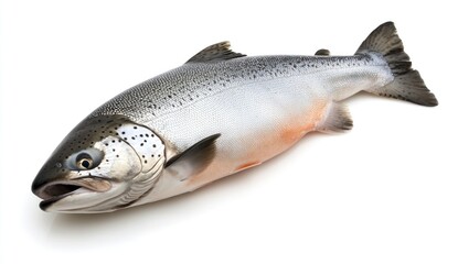 Naklejka premium Fresh Whole Salmon Fish Isolated on White Background for Cooking