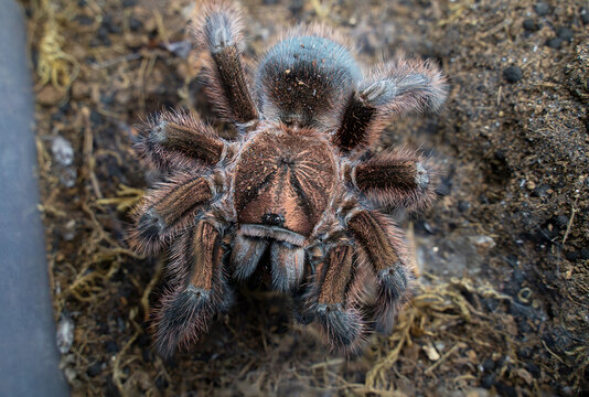Phormictopus Atrichomatus Female