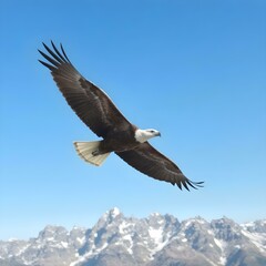 Fototapeta premium Majestic Eagle Soaring: A magnificent eagle in mid-flight against a backdrop of clear blue sky and snow-capped mountains, representing freedom, power, and the beauty of nature.