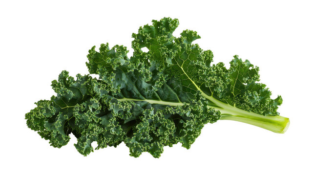 Fresh green kale leaves arranged attractively on a white background.