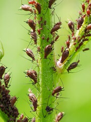 Close-up of Aphid colony - Hemiptera: Aphididae - on plant stem. Macro photo of insect pest - plant lice, greenfly, blackfly or whitefly - sucking juice from plant.