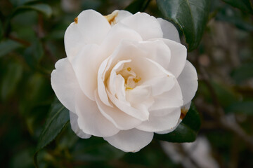Fototapeta premium White camellia close up