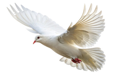 Fototapeta premium Photograph of a white dove with its wings spread. Clipped image.