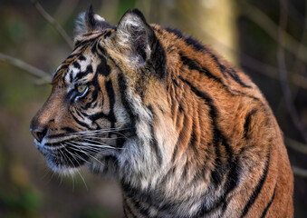 A close up of a Sumatran Tiger