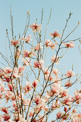 Magnolia tree in bloom against a clear blue sky during springtime, showcasing vibrant pink flowers and delicate branches