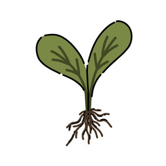 A bright green seedling, highlighted on a white background. Planting a spring sprout for a rich harvest.