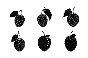 Mulberry – Morus spp. silhouette vector illustration