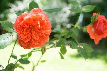 Obraz premium Rosas rojas