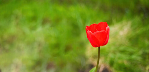 Obraz premium Single red tulip flower surrounded by spring greenery. banner with copy space. tulip symbolizes beauty of spring, highlighting its vibrant color and delicate petals against fresh green background