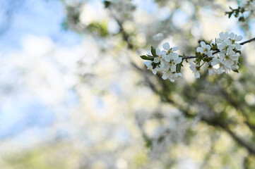 Branch of tree with spring flowers, symbolizing awakening of nature. flower represents beauty of renewal and growth, highlighting vibrant colors and fresh energy of spring season.