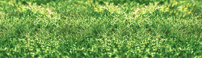 Dew drops on grass, dew drops illuminated by sunlight, beautiful nature in meadow, green grass background