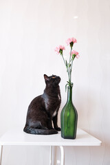Black cat sitting on table looking at pink flowers in vase