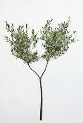 Olive Tree Branch with Green Leaves Against a Light Background for Natural Decor and Freshness in Design Projects or Organic Lifestyle Promotion