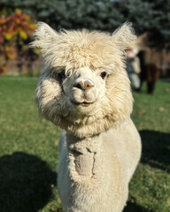 Alpaka, zwierzę hodowlane . Hodowla alpak. 