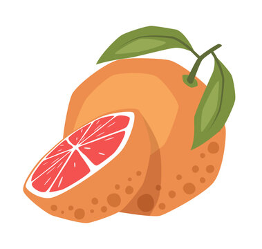 recommend clip art: Vector isolated whole grapefruit with half grapefruit