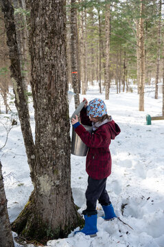 In a serene forest setting, a child dressed warmly collects maple sugar water from a tapped tree.