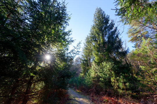 The Boulin rock forest path to in Fontainebleau forest