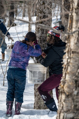 In a serene forest setting, two individuals work diligently to collect maple sugar water from...