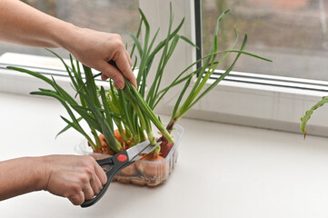 Cutting onion greens with scissors for fresh ingredients. greens ensure every dish is filled with flavor and nutritional value, straight from your home garden. cut onion feathers with scissors