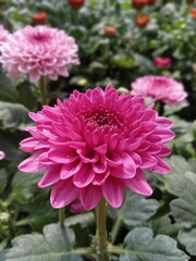 Fototapeta premium Purple crhysanthemum