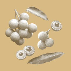 Longan illustration on a light brown background