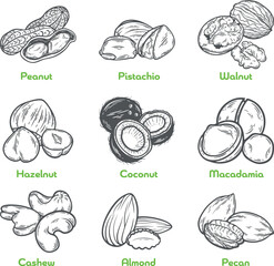 Nuts set collection hazelnut, almond, walnut, peanut, coconut, pecan, pistachio, cashew macadamia seeds milk, butter food oil ingredient