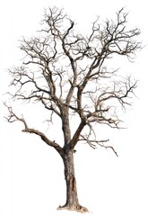 Bare Tree Silhouette Isolated on White Background in Winter Season