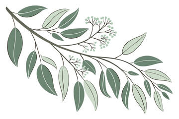 A green olive branch vector illustration with natural leaves, a floral symbol of spring