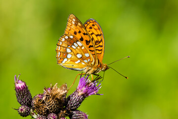 Feuriger Perlmuttfalter ( Fabriciana adippe )