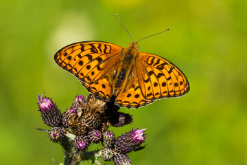 Feuriger Perlmuttfalter ( Fabriciana adippe )