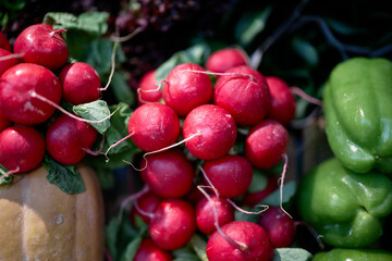 fresh radishes at the market