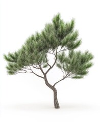 Obraz premium Isolated Pine Tree Illustration with Detailed Bark and Green Needles