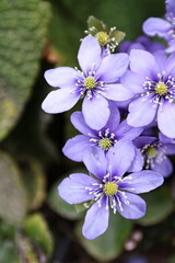 Violet Hepatica nobilis flower in bloom, showing delicate petals and natural beauty in a woodland...