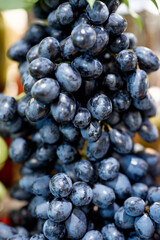 blueberries on the vine
