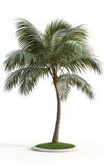 Obraz premium Isolated Palm Tree on White Background for Tropical Design Projects