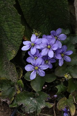 Violet Hepatica nobilis flower in bloom, showing delicate petals and natural beauty in a woodland...