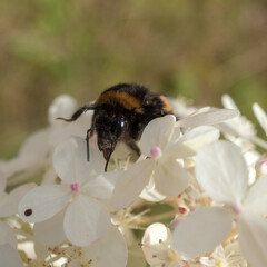 bumblebee on white hydrangea close up