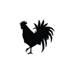 rooster isolated on white background